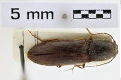 Foto (Dorsalansicht) von Megathous algirinus (NHMW-ZOO-COL-0008964)